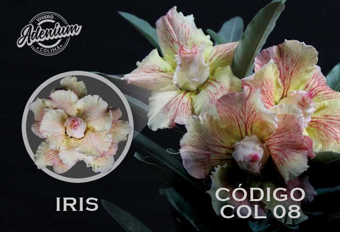 COL/08 IRIS PREMIUM